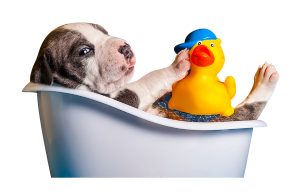 a puppy in a bath tub